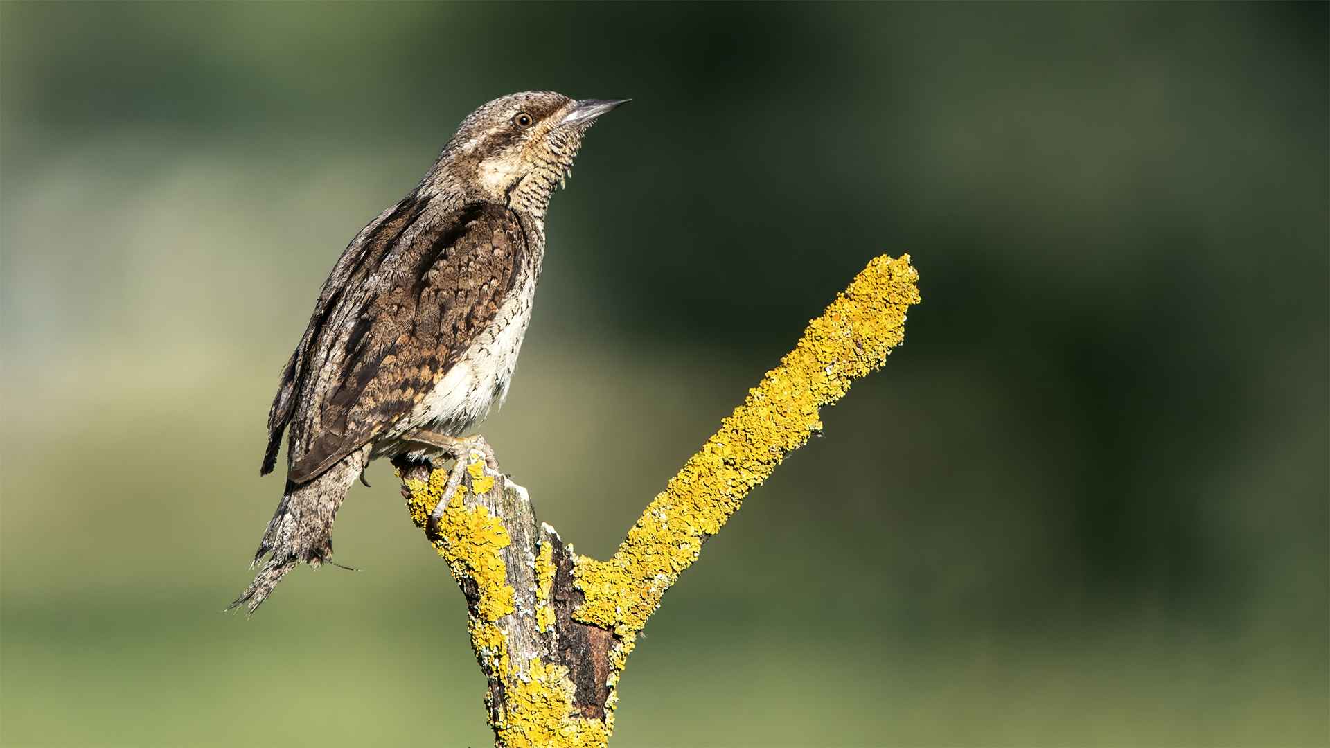 Eurasian Wryneck